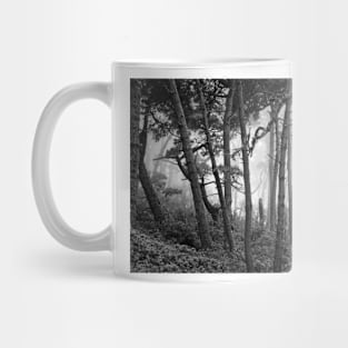 Fog In Scenic Forest At Point Reyes National Seashore Mug